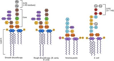 When the Going Gets Rough: The Significance of Brucella Lipopolysaccharide Phenotype in Host–Pathogen Interactions